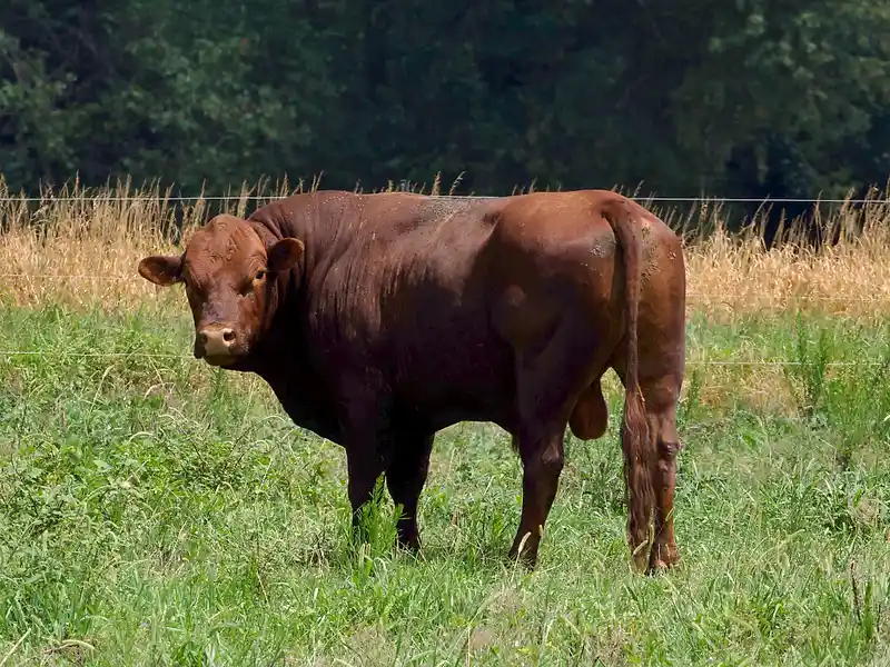 Beef