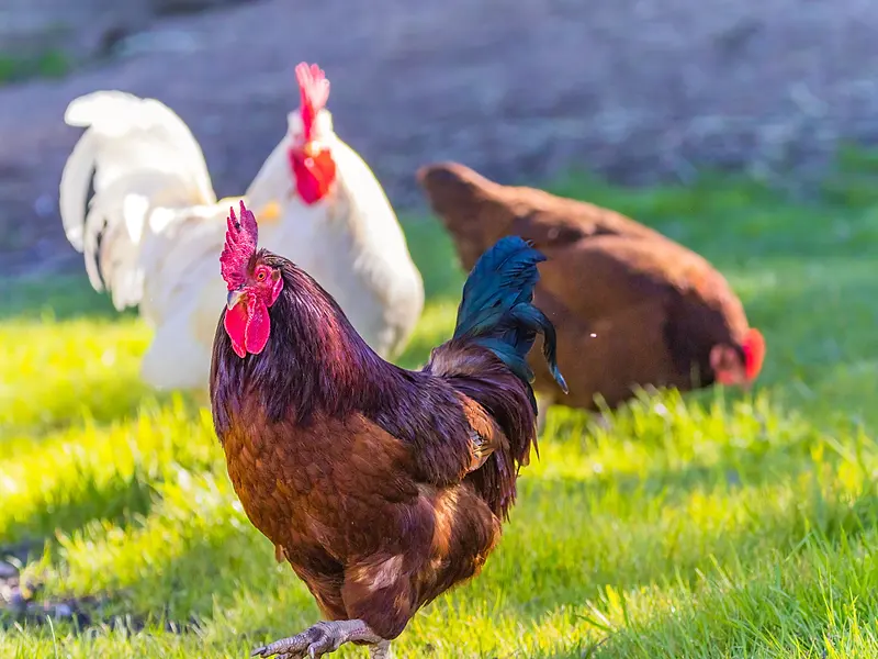 Chicken