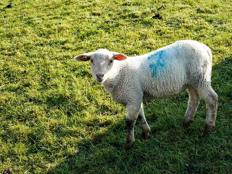 Lamb