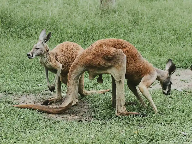 Kangaroo Meat: The Complete Australian Buyer's Guide